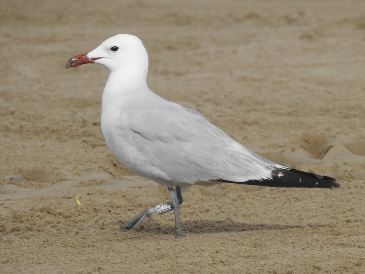 racek zelenonohý - ML621232171