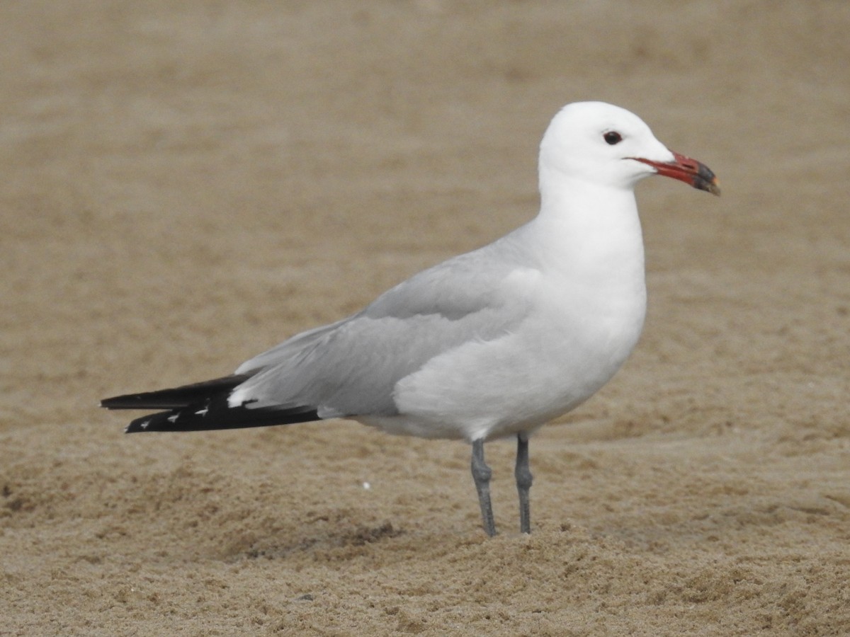 racek zelenonohý - ML621232172