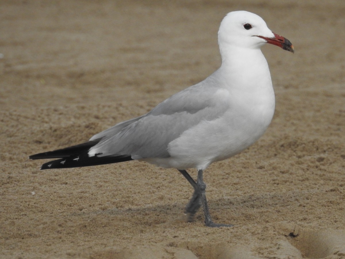 racek zelenonohý - ML621232173