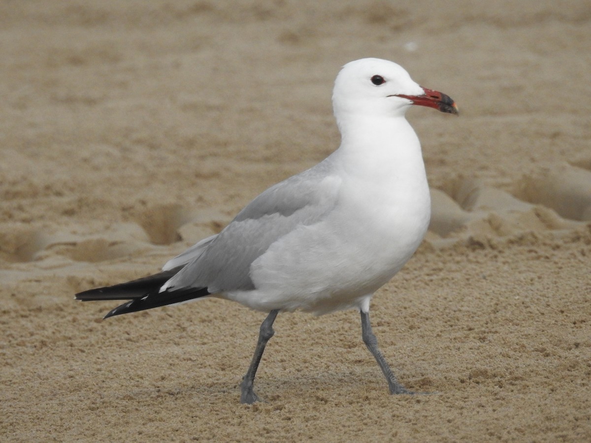 racek zelenonohý - ML621232174