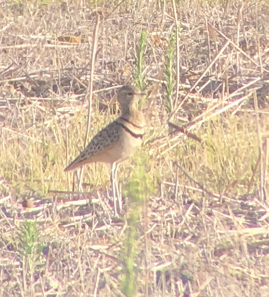 Double-banded Courser - ML621232185