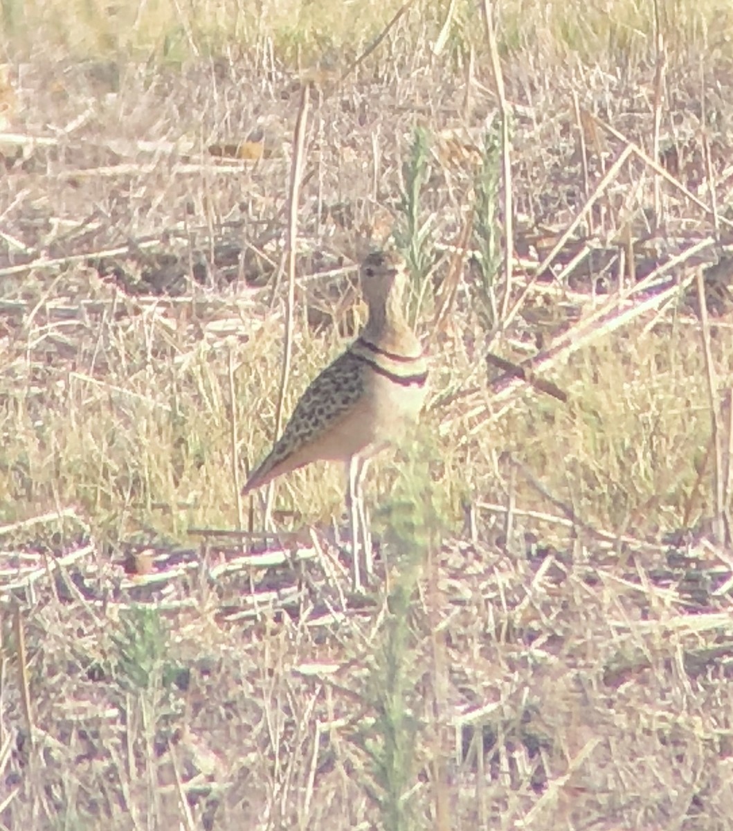 Double-banded Courser - ML621232186