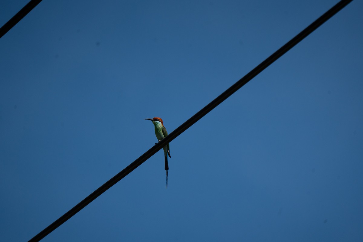 Rufous-crowned Bee-eater - ML621232200