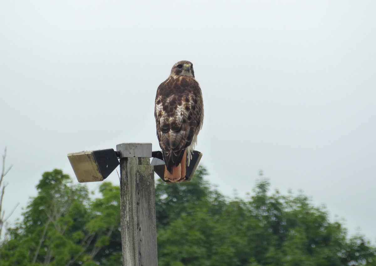 Red-tailed Hawk - ML621232205