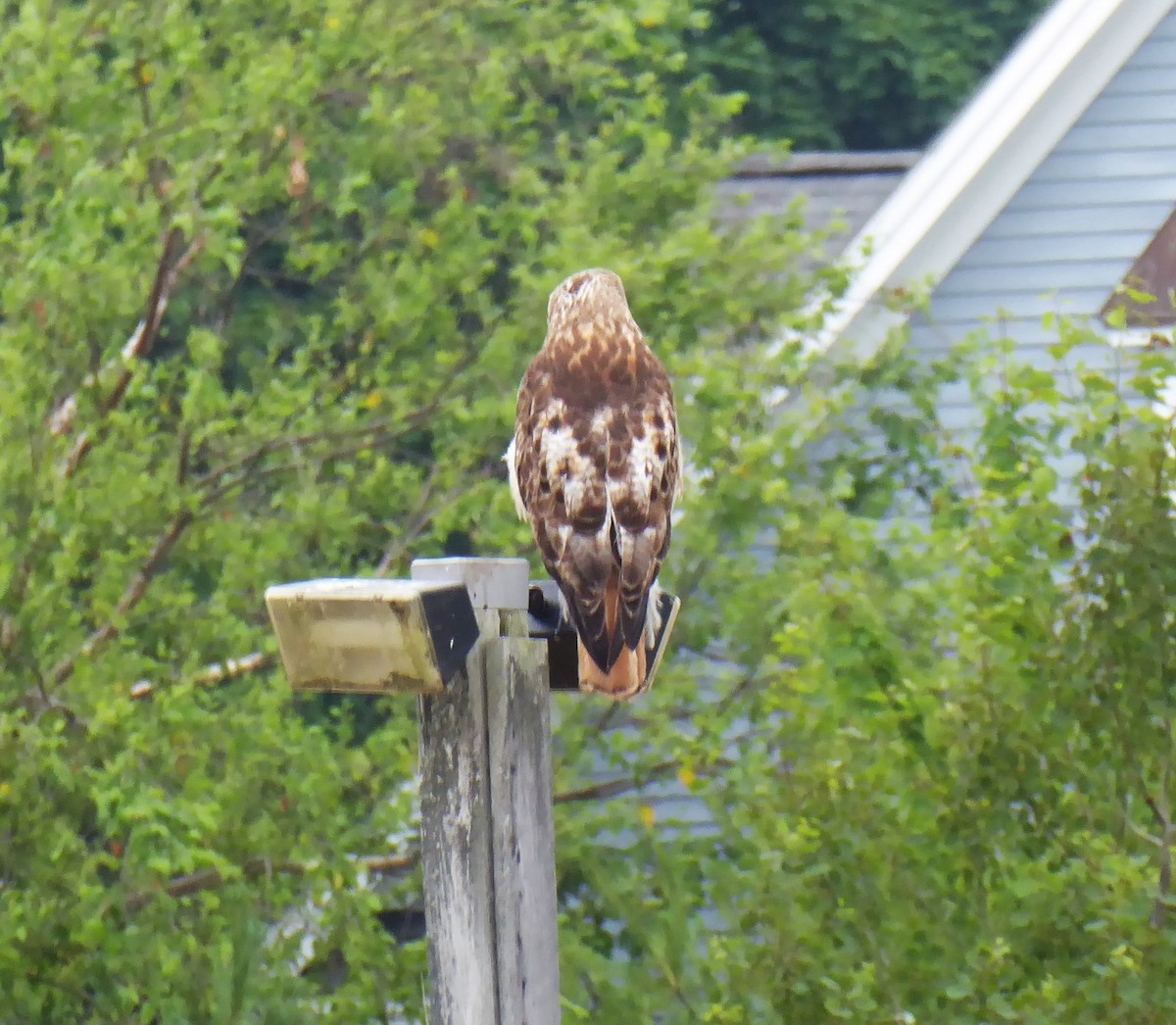 Red-tailed Hawk - ML621232206
