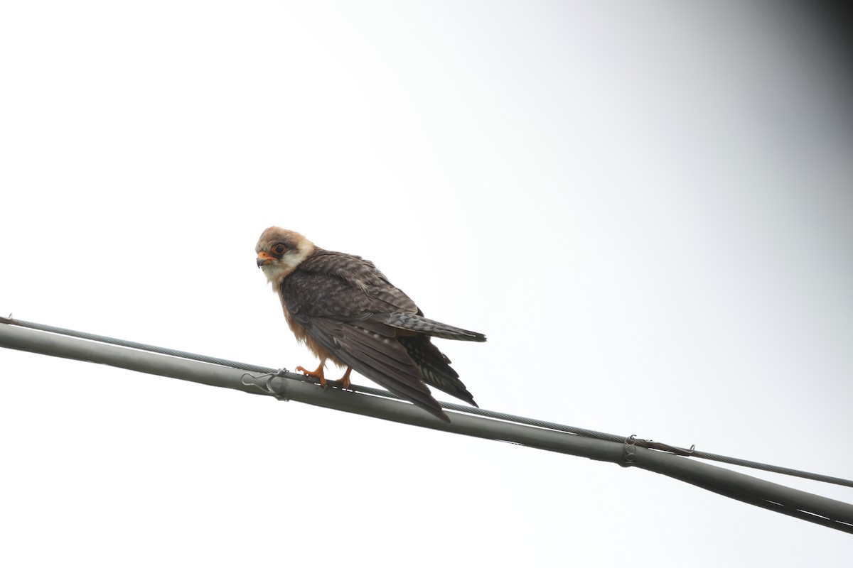 Red-footed Falcon - ML621232212