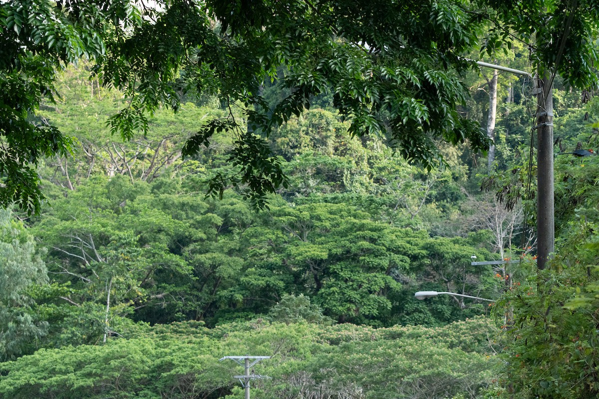 Red-crested Malkoha - ML621232240