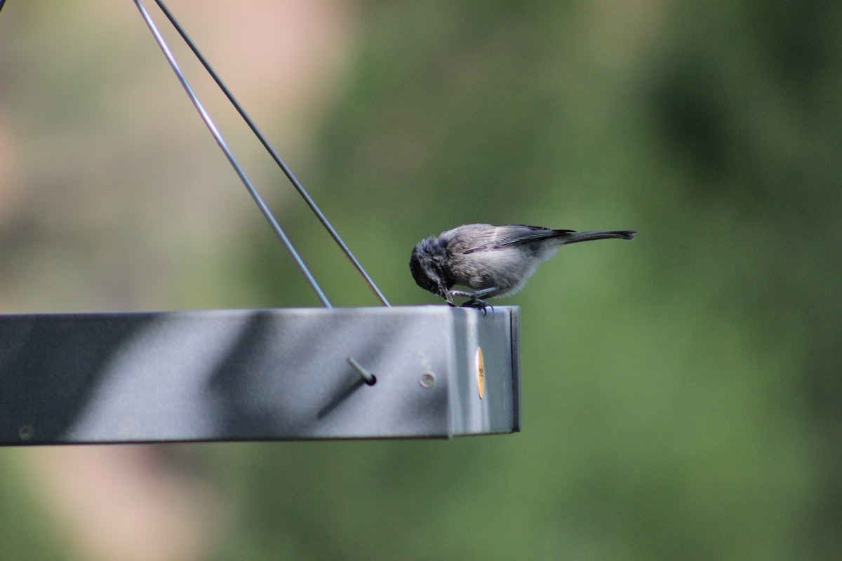 Black-capped/Mountain Chickadee - ML621232264