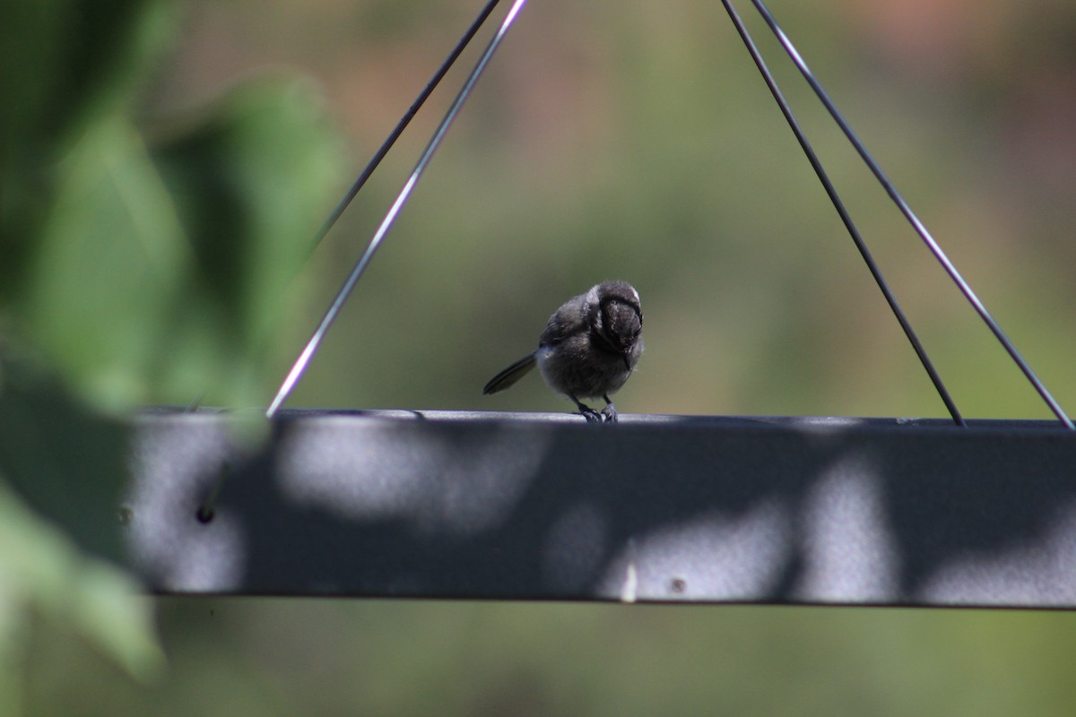 Black-capped/Mountain Chickadee - ML621232265