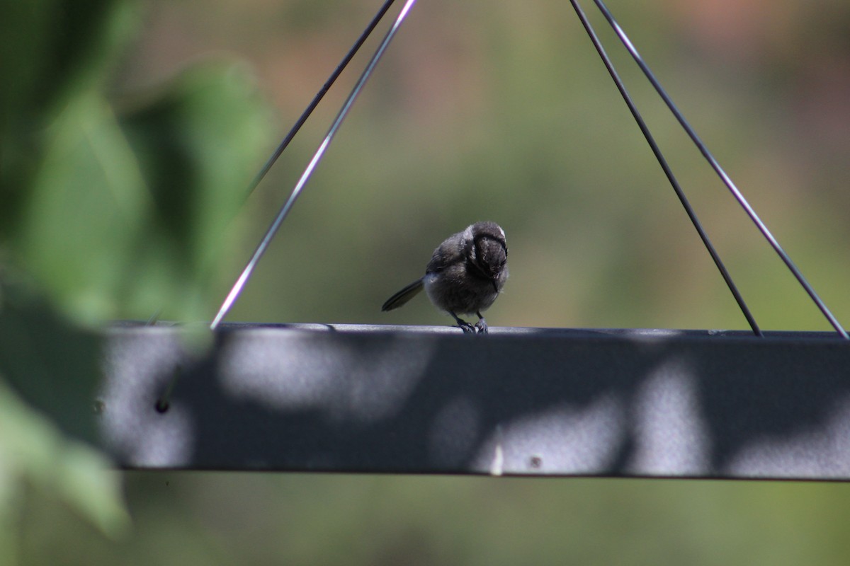 Black-capped Chickadee - Adair Bock