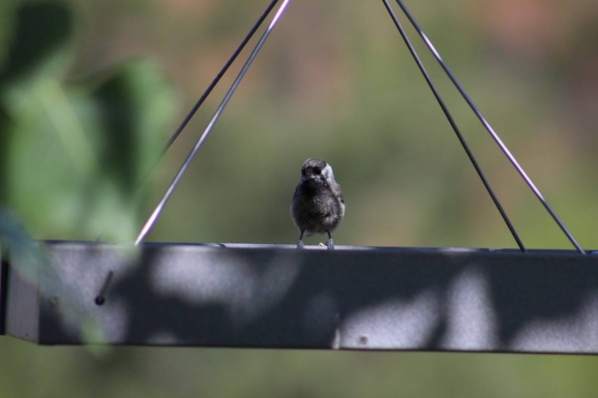 Black-capped/Mountain Chickadee - ML621232266