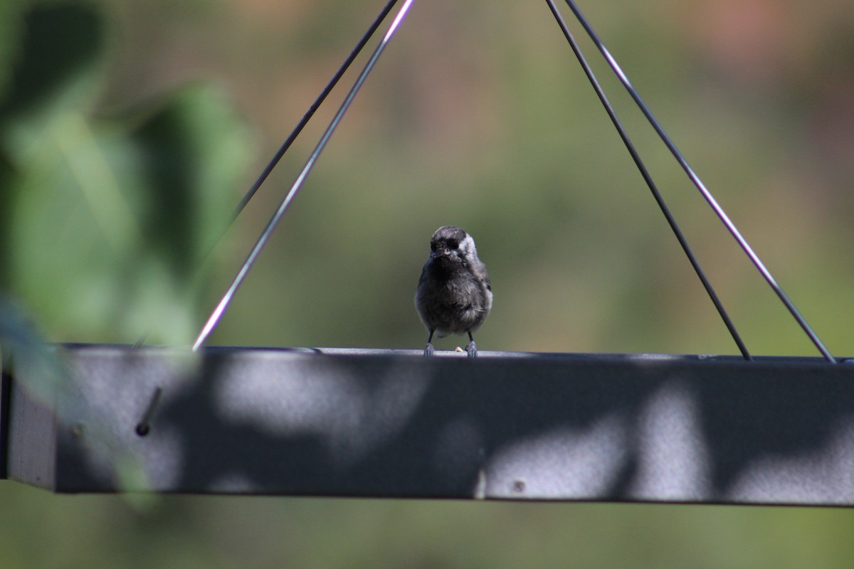 Black-capped Chickadee - ML621232266