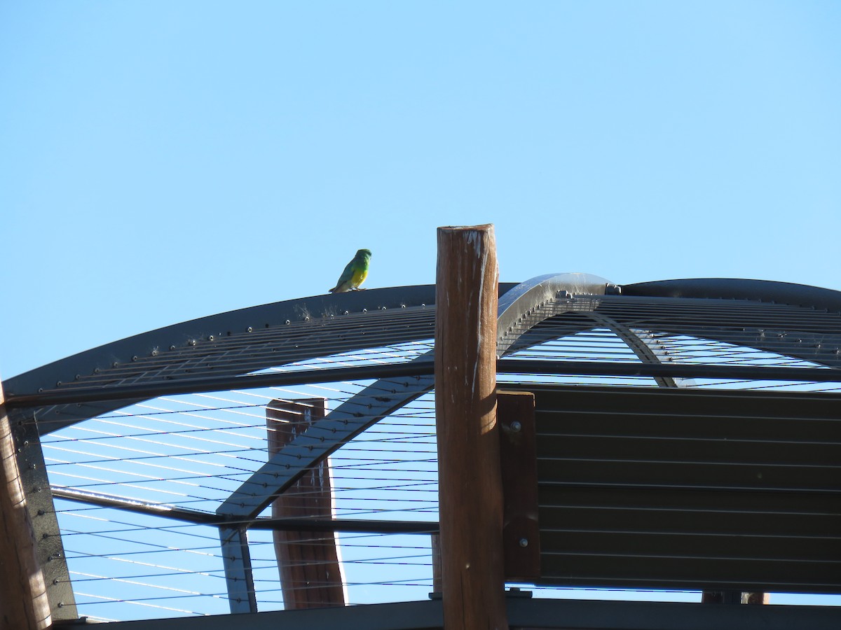 Red-rumped Parrot - ML621232563