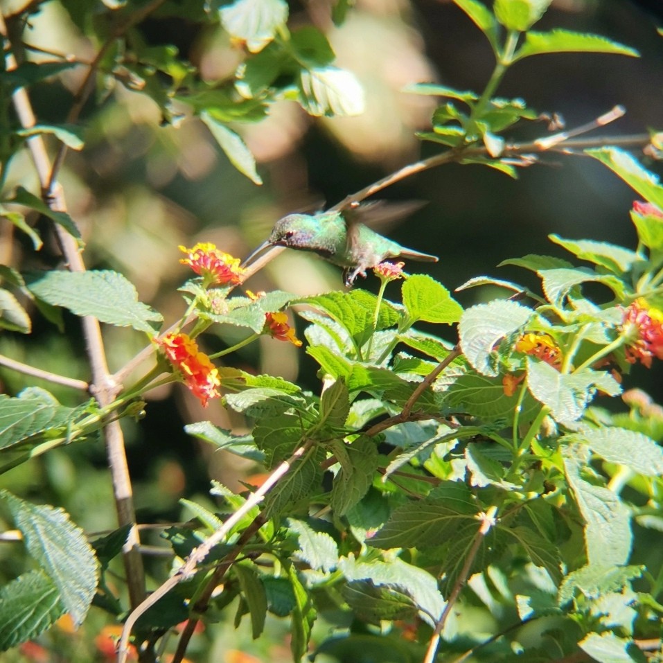 kolibřík zelený - ML621232620