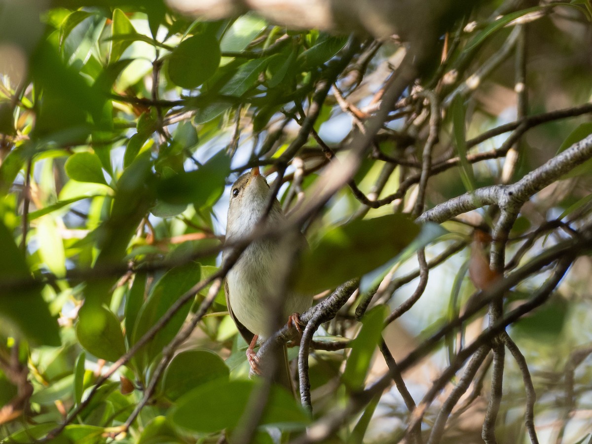 Japanese Bush Warbler (Bonin) - ML621232625