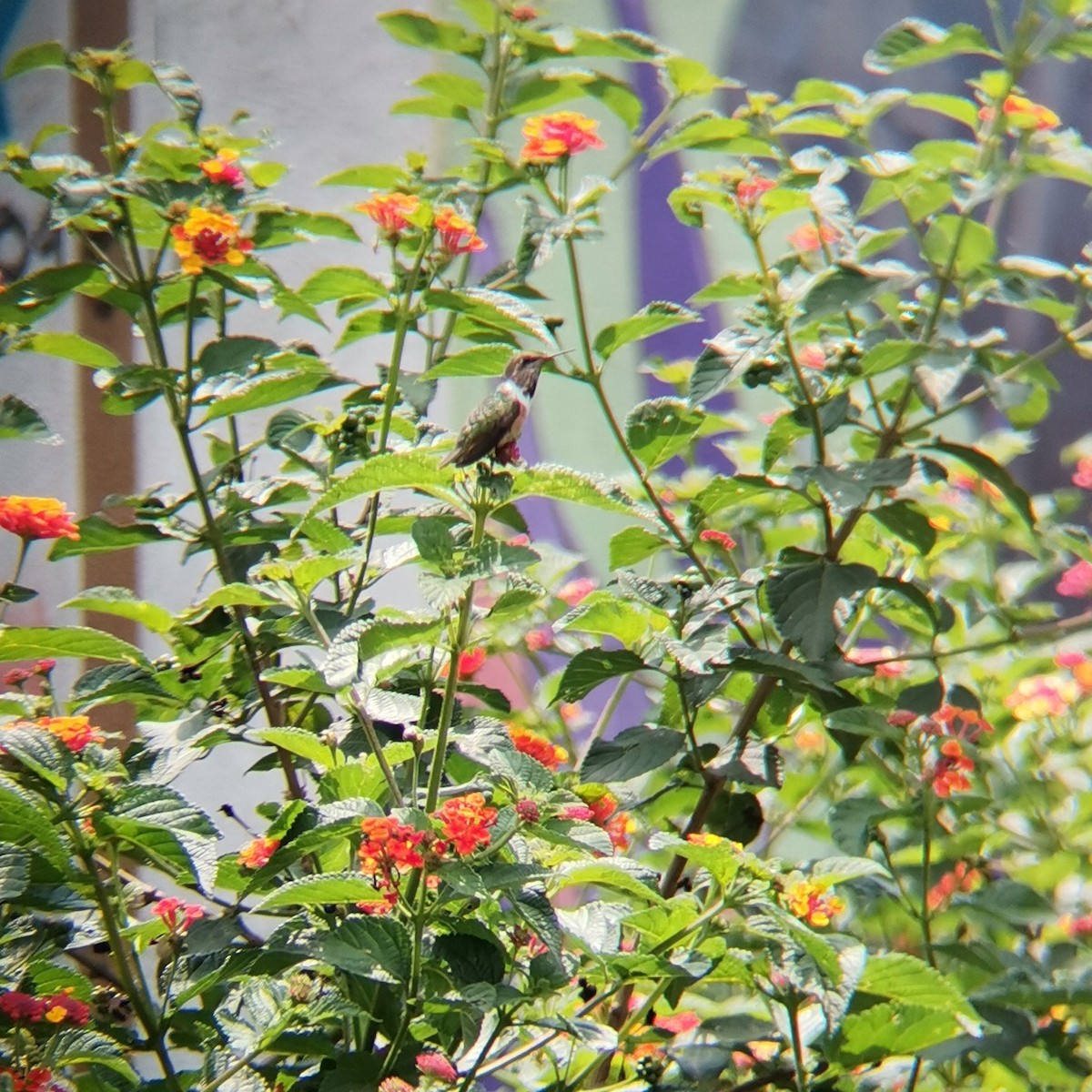 Bumblebee Hummingbird - ML621232627