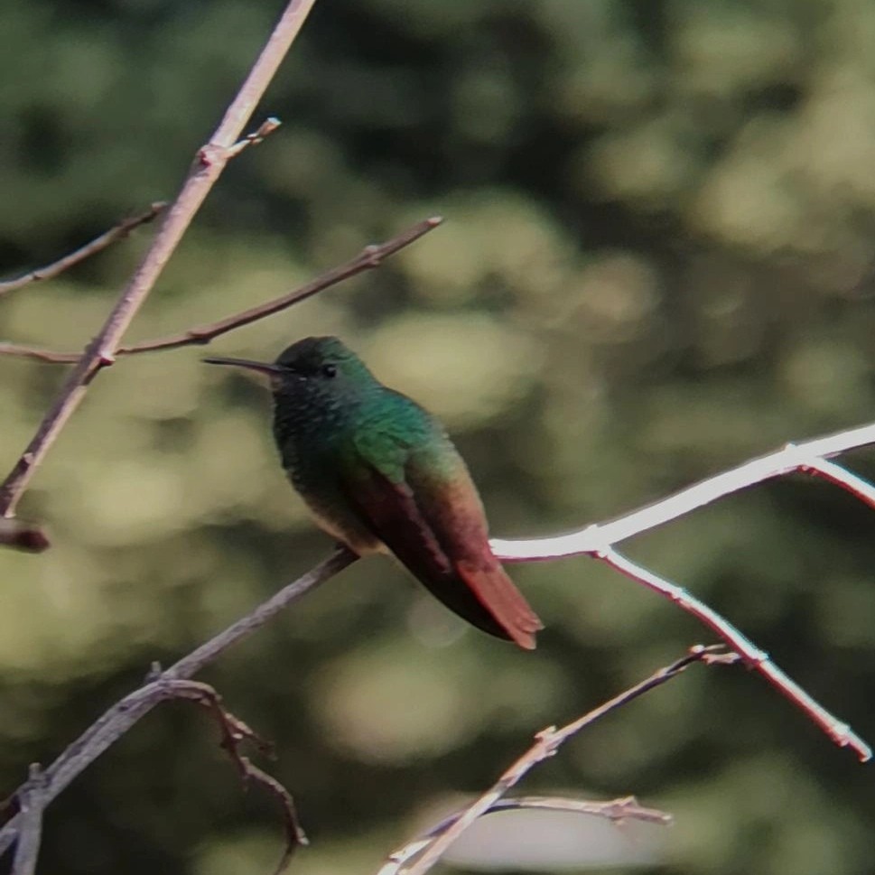 kolibřík mexický - ML621232641