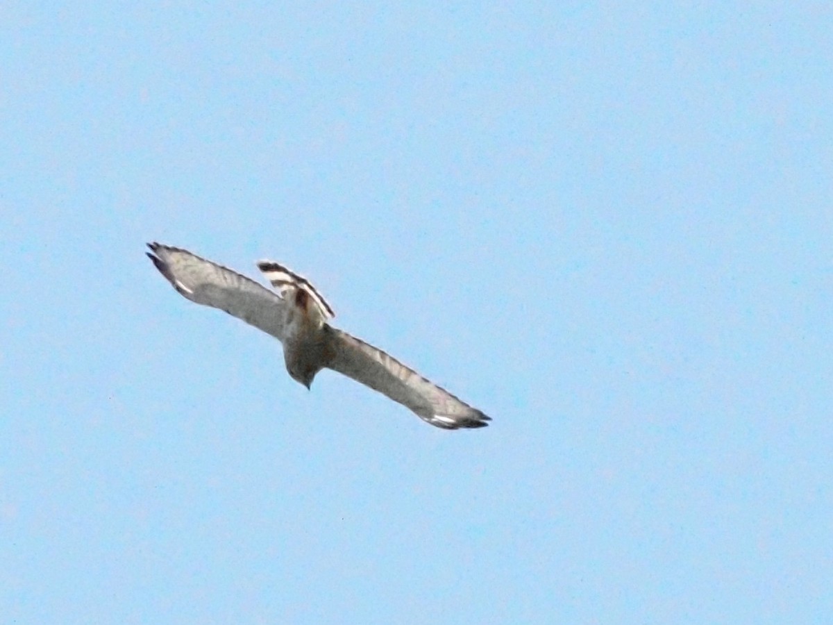 Broad-winged Hawk - ML621232660