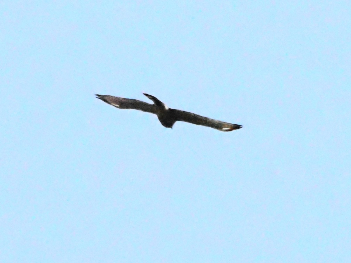 Broad-winged Hawk - ML621232661