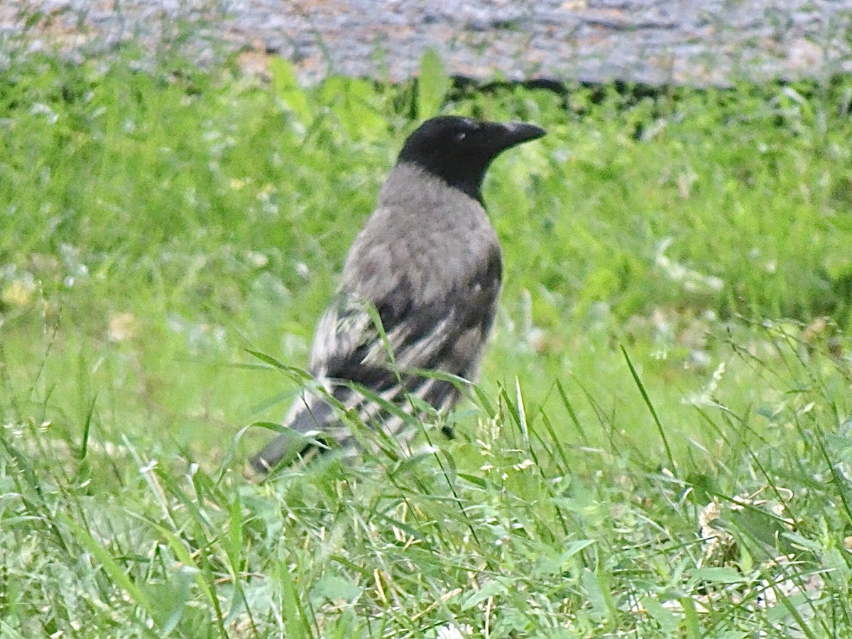 Hooded Crow - ML621232725