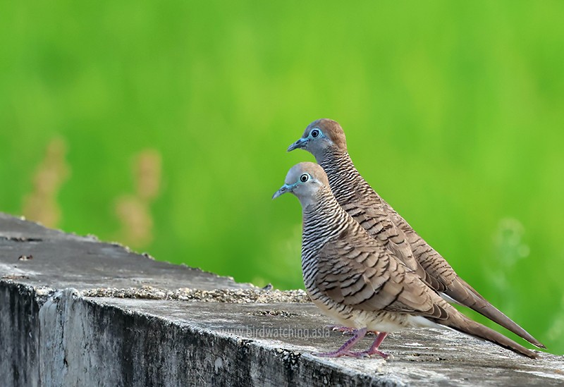 Zebra Dove - ML621232731