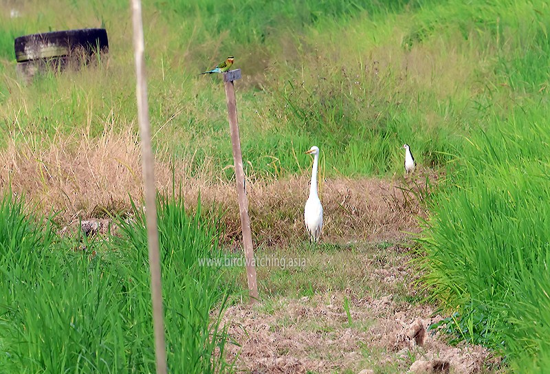 White-breasted Waterhen - ML621232737