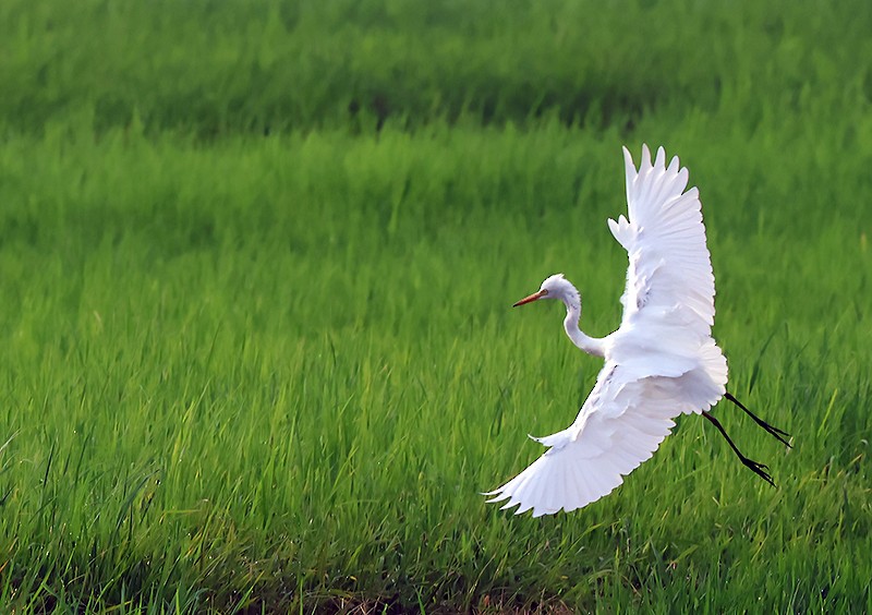 Little Egret - ML621232739