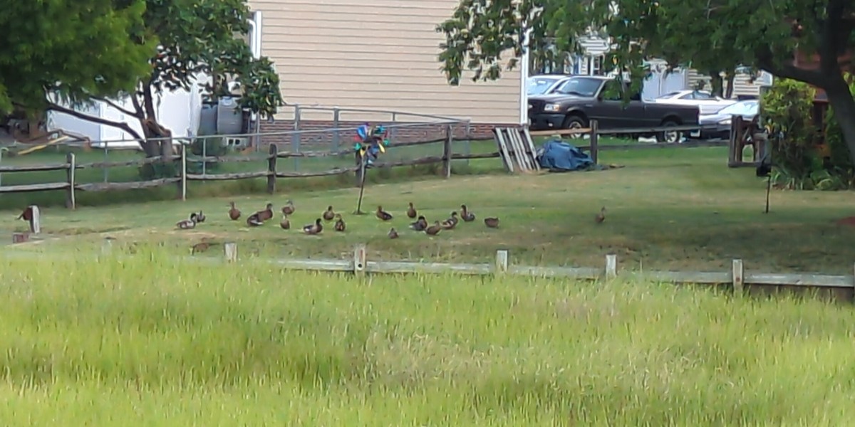 Mallard - ML621232743