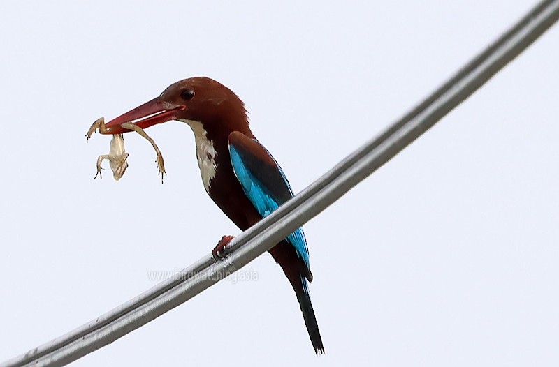 White-throated Kingfisher - ML621232752