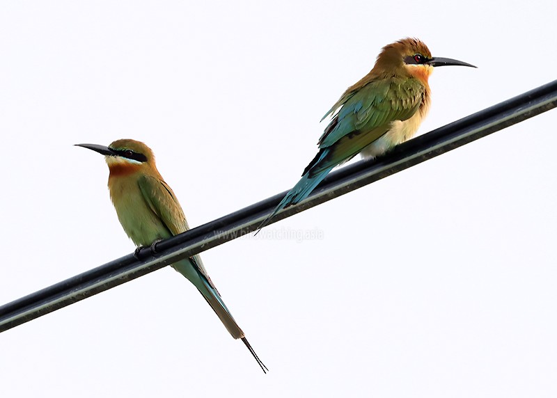 Blue-tailed Bee-eater - ML621232757