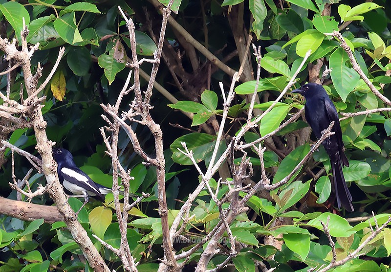 Ashy Drongo - ML621232760