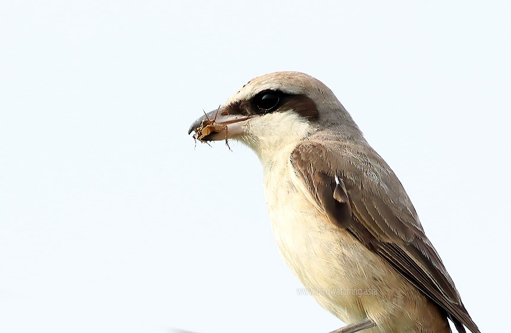 Brown Shrike - ML621232763