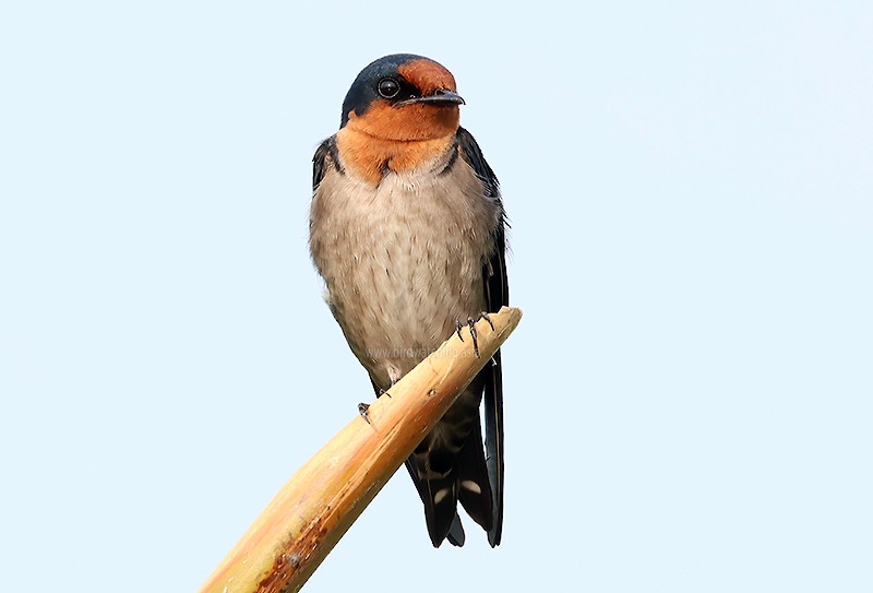 Pacific Swallow - ML621232765