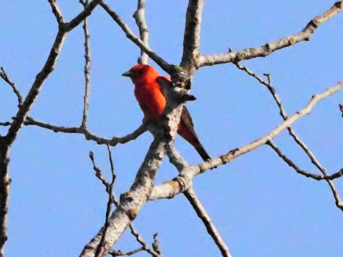 Scarlet Tanager - ML621232766
