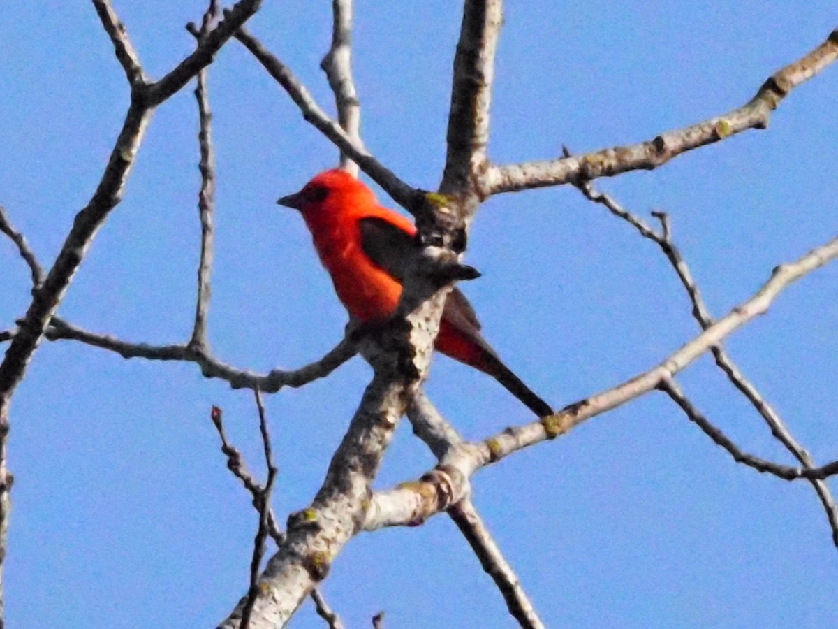 Scarlet Tanager - ML621232767