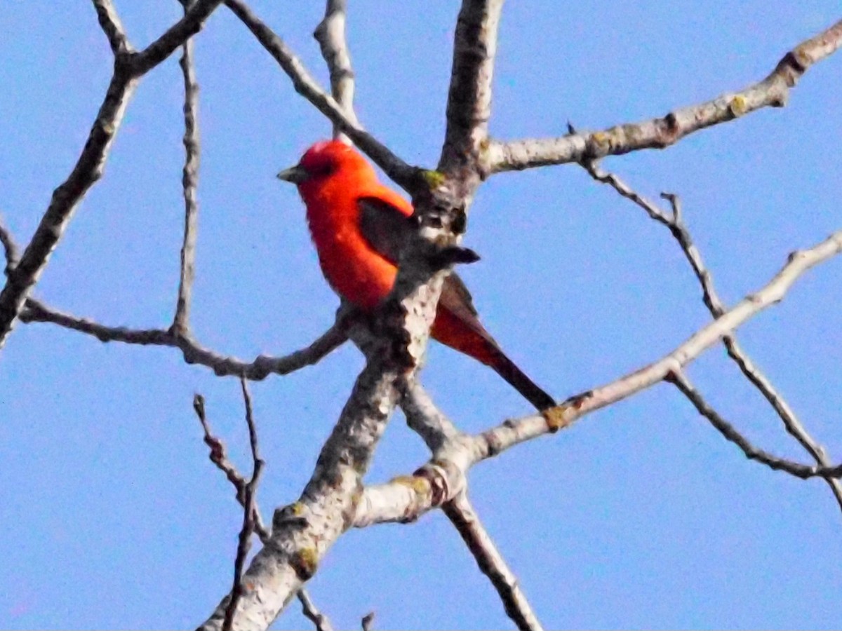 Scarlet Tanager - ML621232768