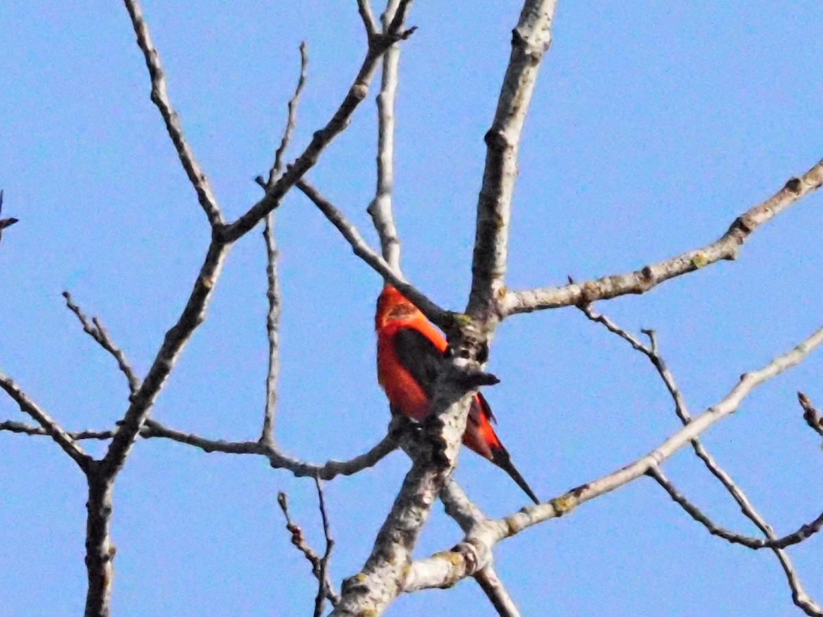 Scarlet Tanager - ML621232769