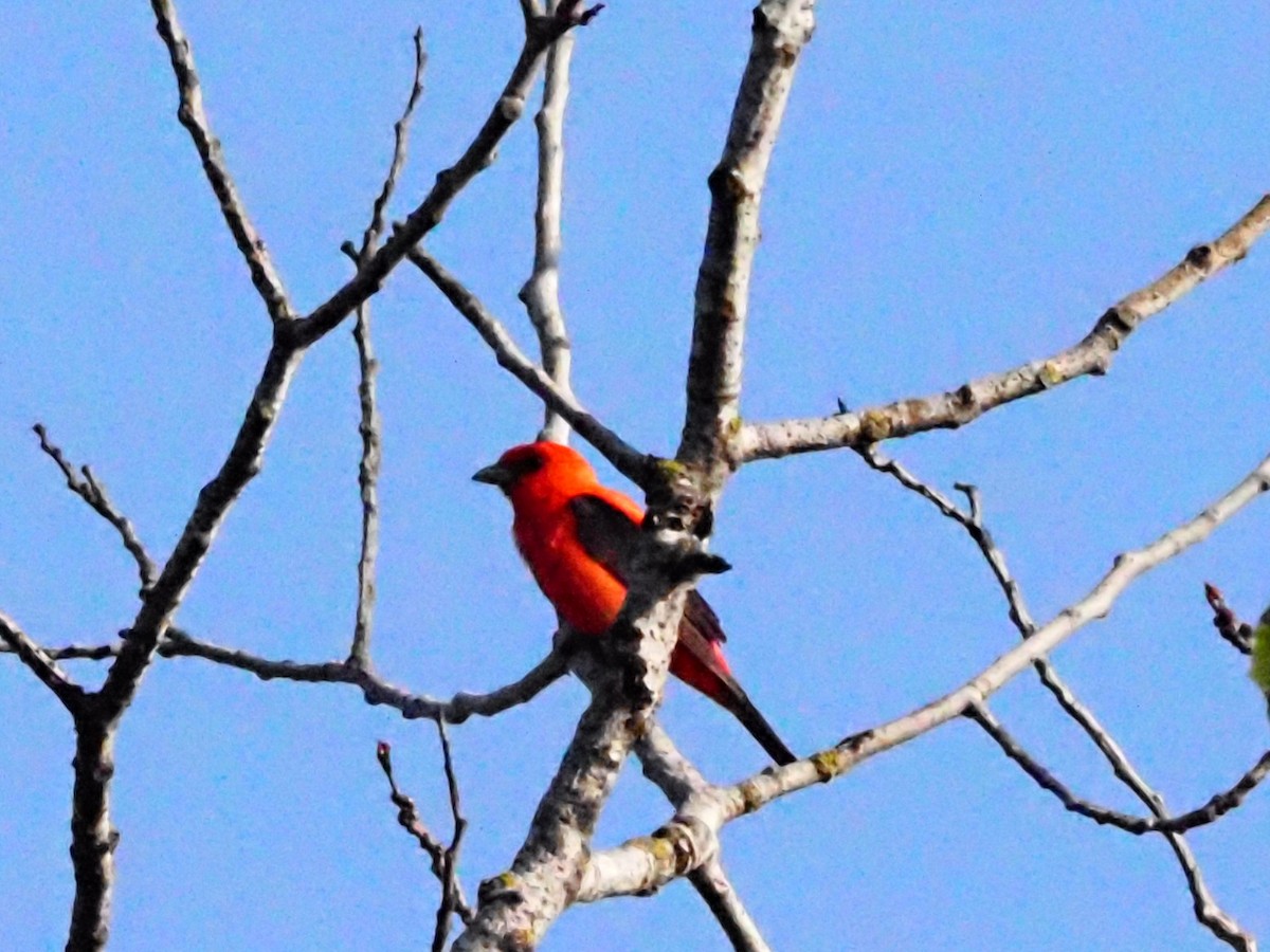 Scarlet Tanager - ML621232770