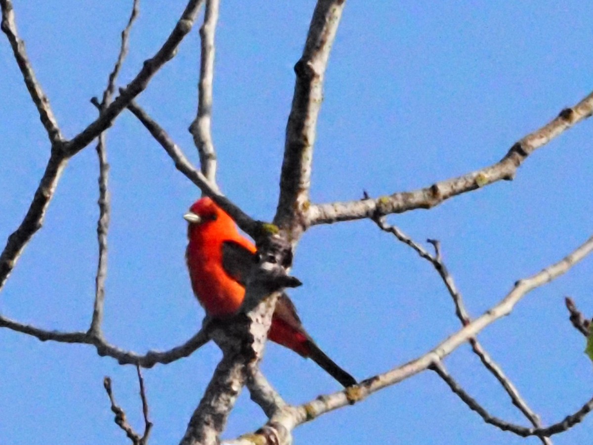 Scarlet Tanager - ML621232771