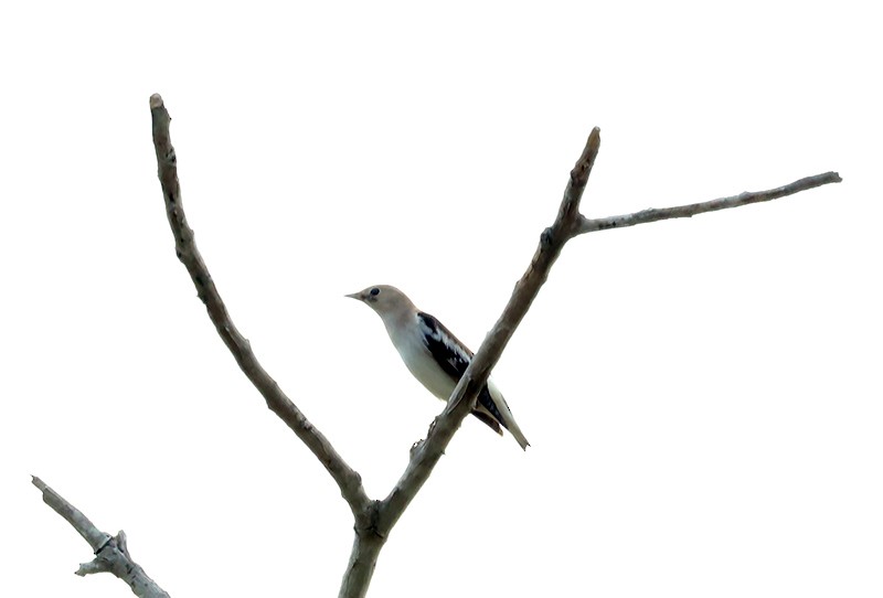 Daurian Starling - ML621232772