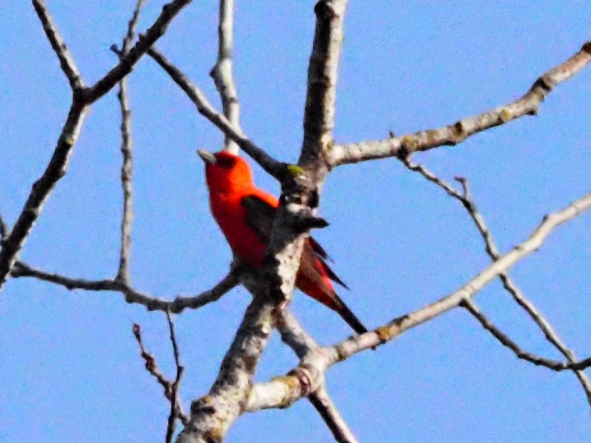 Scarlet Tanager - ML621232773