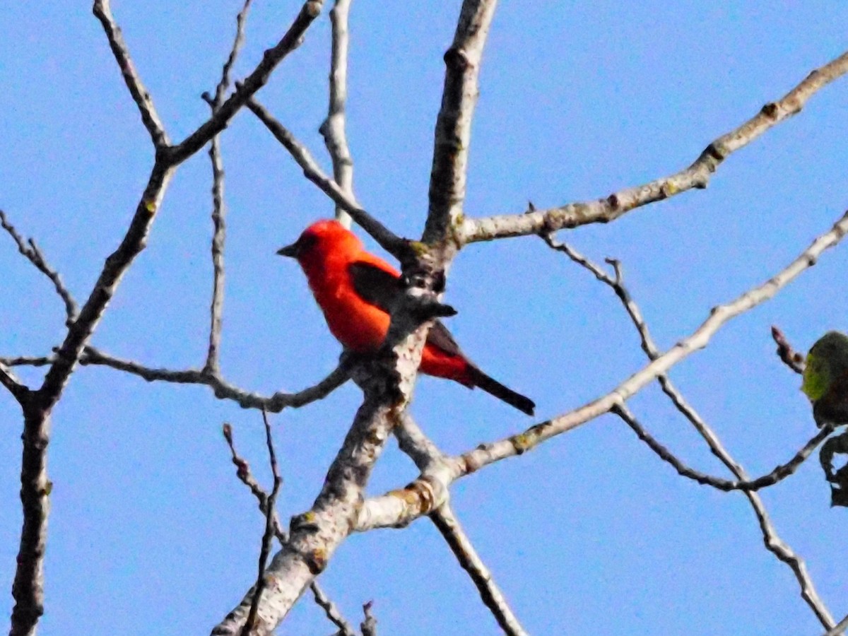Scarlet Tanager - ML621232774