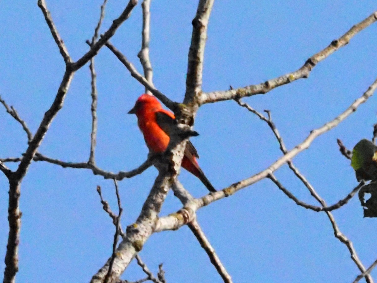 Scarlet Tanager - ML621232775