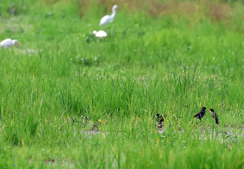 Javan Myna - ML621232779