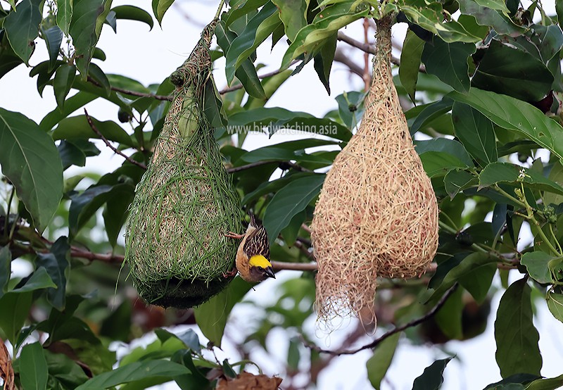Baya Weaver - ML621232800