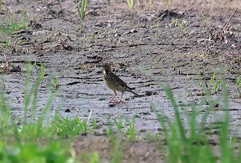 Olive-backed Pipit - ML621232807