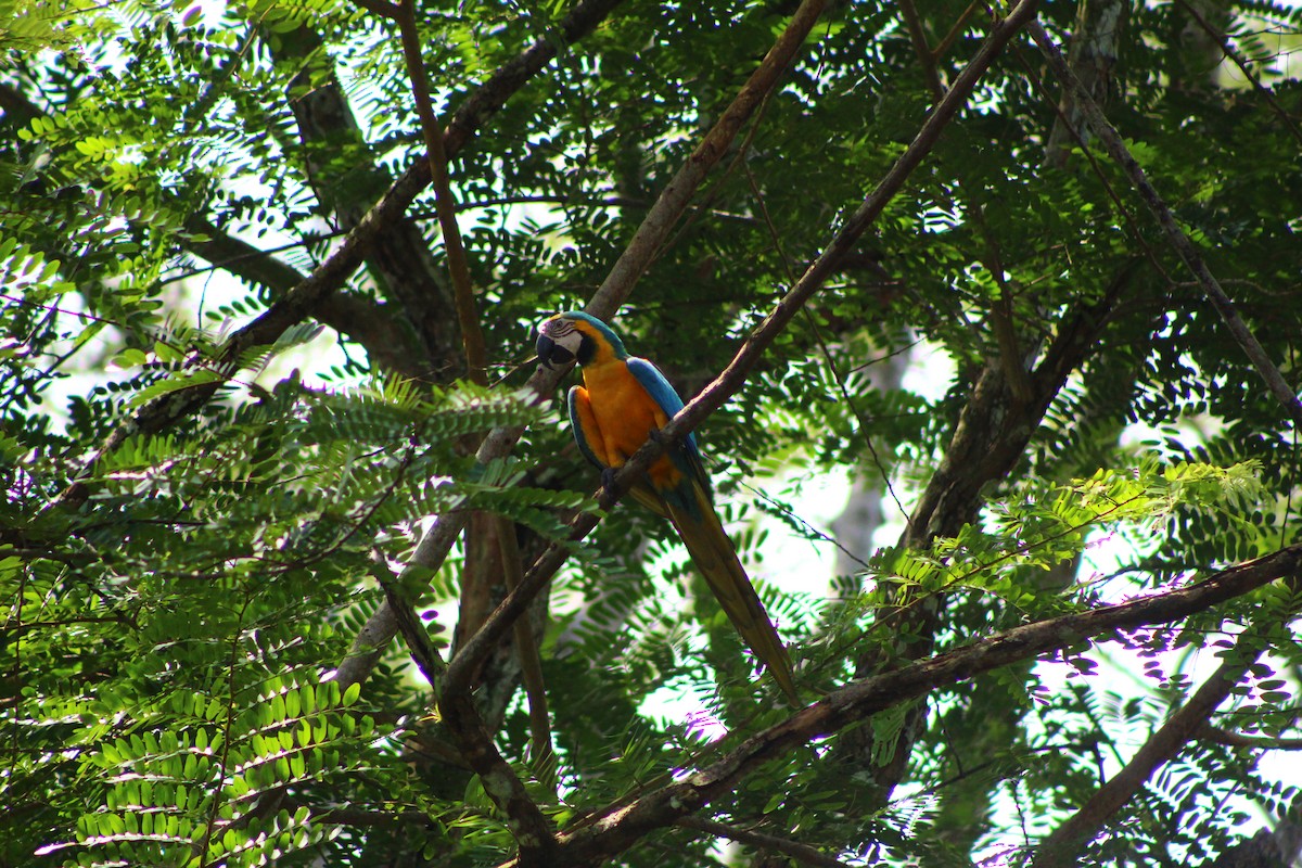 Blue-and-yellow Macaw - ML621232822