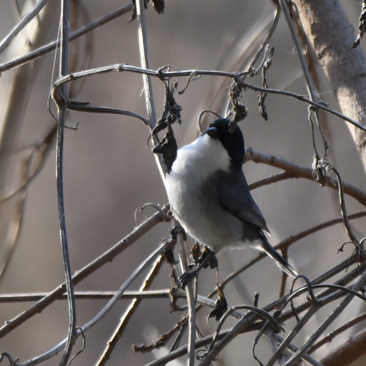 Black-capped Warbling Finch - ML621232832