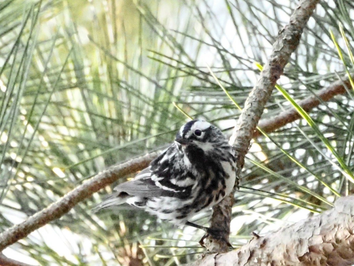 Black-and-white Warbler - ML621232862