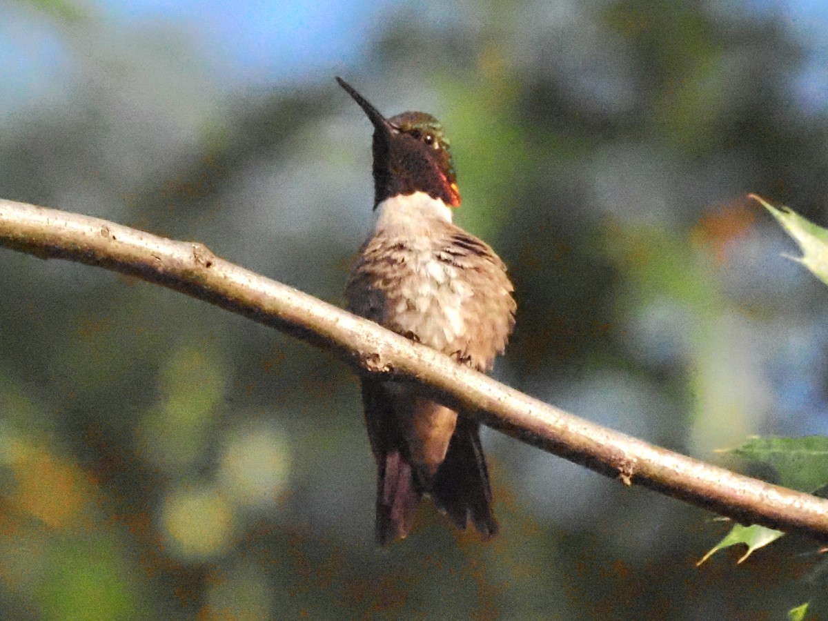 Ruby-throated Hummingbird - ML621232875